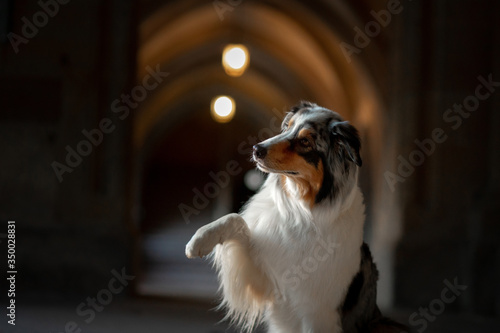 dog in an old castle. Low key. Ancient architecture,