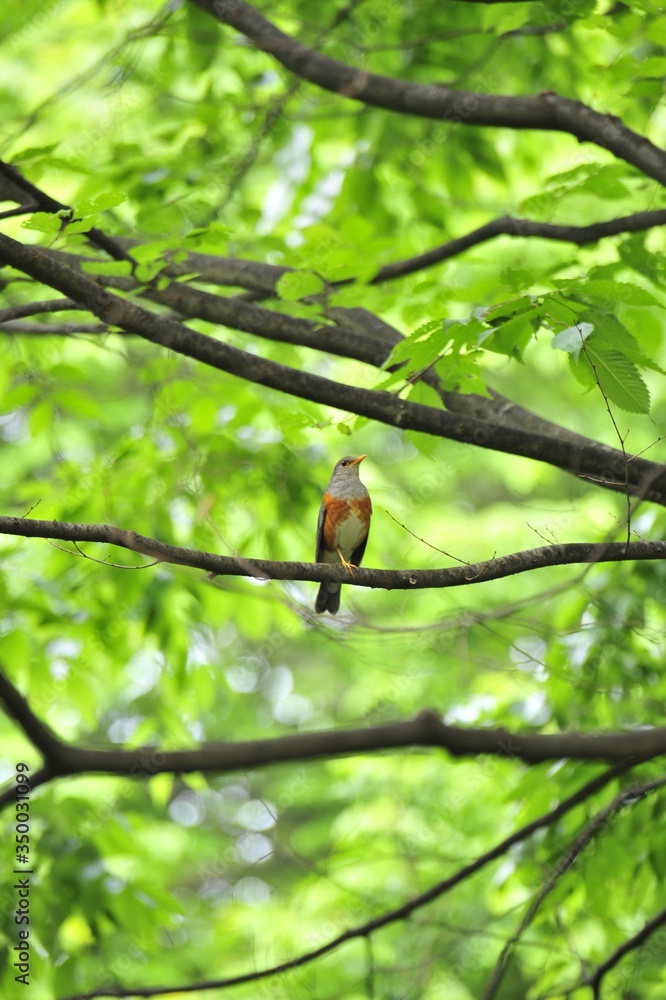Bird in the forest Bird in the forest