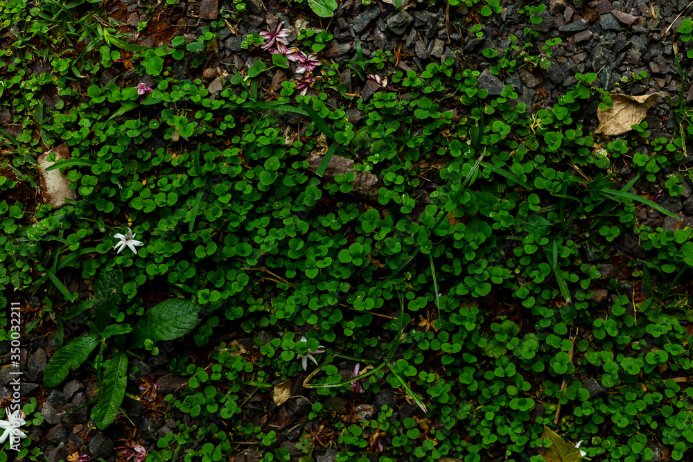 Naturaleza, textura verde Naturaleza, textura verde