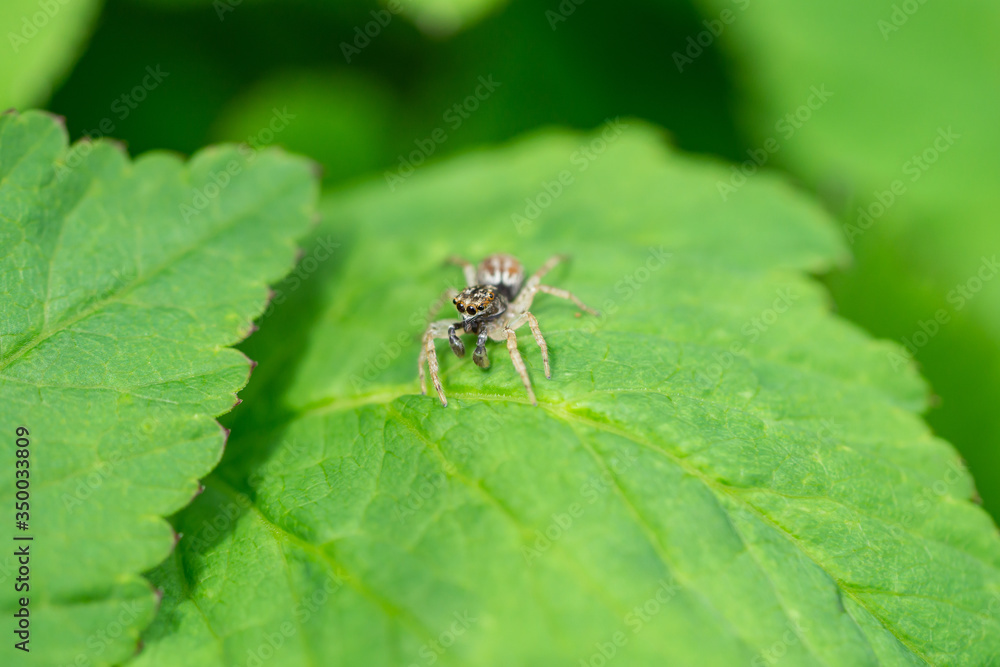 Dimorphic Jumping Spider on Leaf Dimorphic Jumping Spider on Leaf