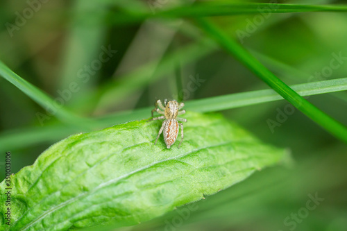 Dimorphic Jumping Spider on Leaf