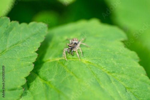 Dimorphic Jumping Spider on Leaf