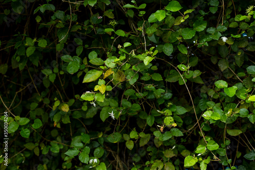 Naturaleza, textura verde