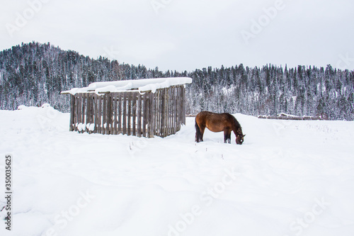 The horse in the snow