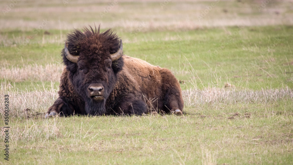 Lazy Buffalo in Grand Teton National Park