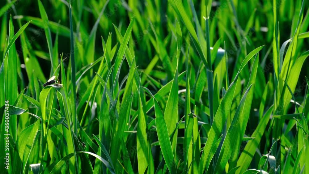 wheat cultivated field and land in terrestrial climate, green wheat plant macro close up, wheat cultivated field and land in terrestrial climate, green wheat plant macro close up,