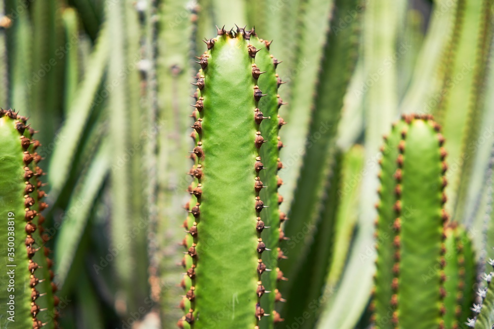 Close up of succulent green cactus at botanical garden Close up of succulent green cactus at botanical garden