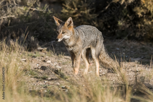 Pampas Grey fox, La Pampa, Patagonia, Argentina. © foto4440