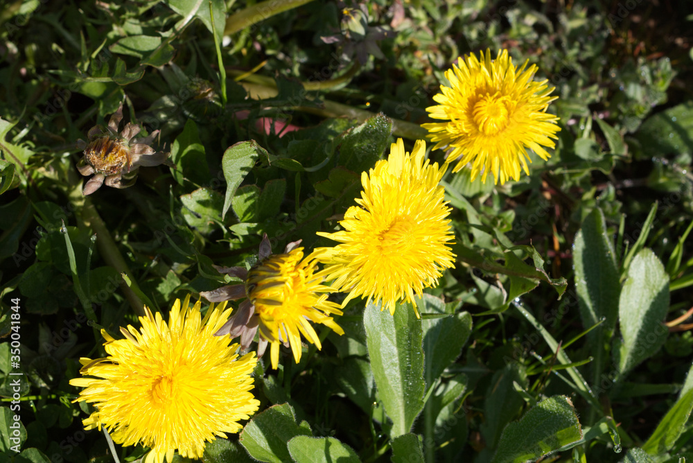 bright yellow dandelion flowers in the light of the sun bright yellow dandelion flowers in the light of the sun
