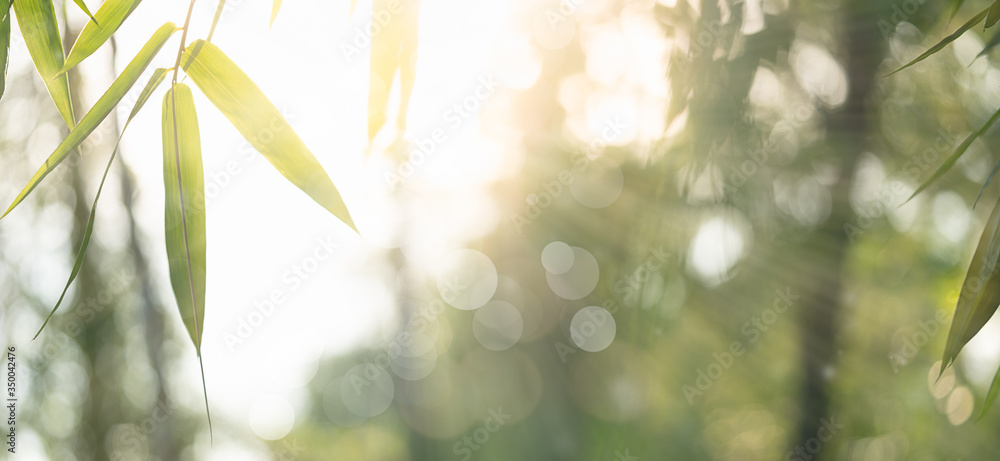 Bamboo leaves, Green leaf on bokeh blurred greenery background. Beautiful leaf texture in sunlight. Natural background. close-up of macro with free space for text. Bamboo leaves, Green leaf on bokeh blurred greenery background. Beautiful leaf texture in sunlight. Natural background. close-up of macro with free space for text.