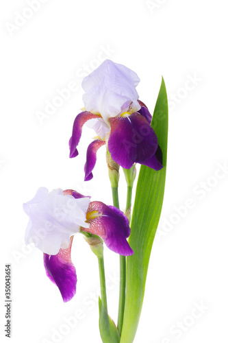 purple flower of German iris on a white background