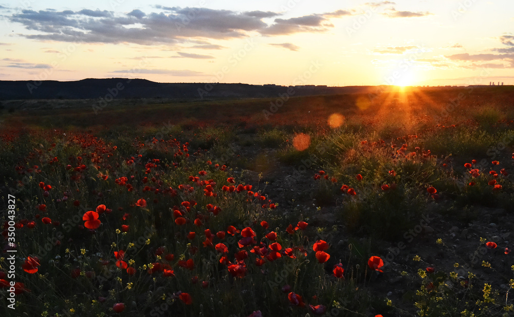 a red beautiful poppies at sunset in the Green field - obrazy, fototapety, plakaty 