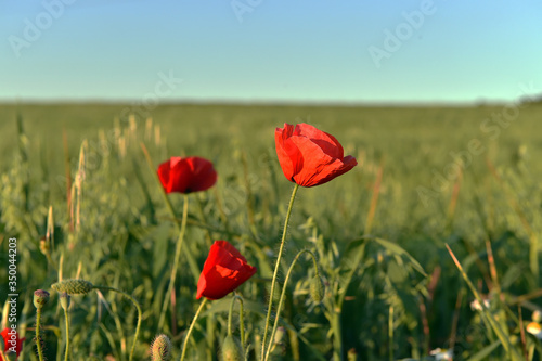 a red beautiful poppies at sunset in the Green field
