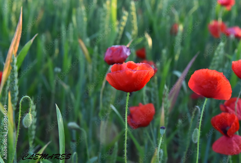 a red beautiful poppies at sunset in the Green field a red beautiful poppies at sunset in the Green field