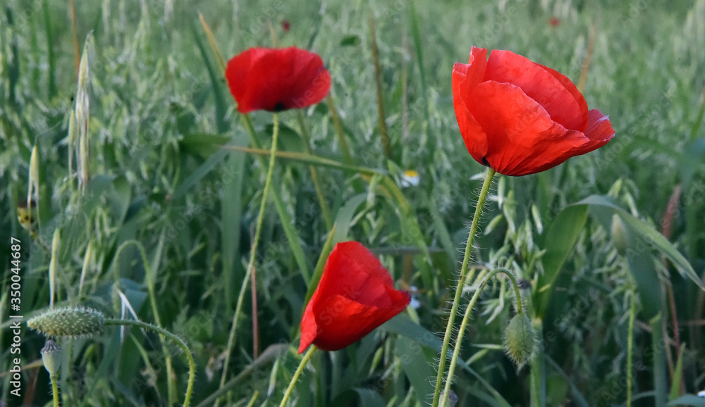 Obraz premium a red beautiful poppies at sunset in the Green field