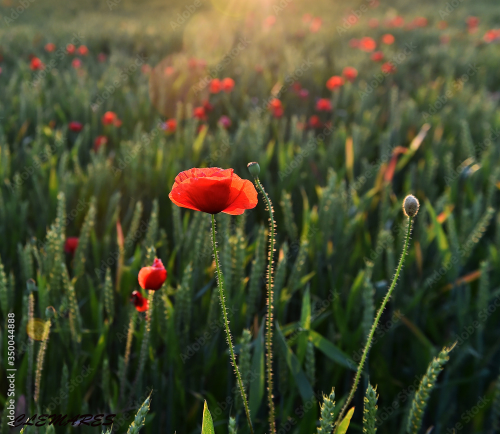 Obraz premium a red beautiful poppies at sunset in the Green field