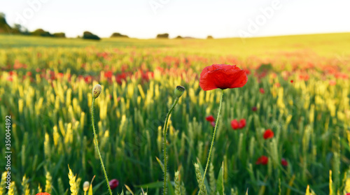 un precioso campo de amapolas