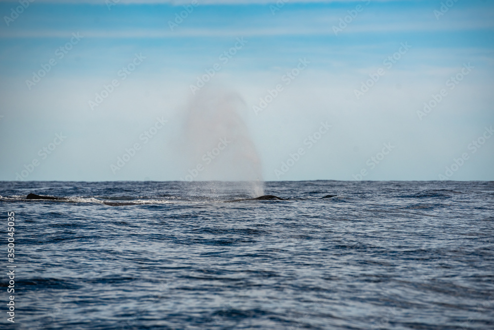 Φωτογραφία Water splash from the blowhole of a whale humpback in Los Cabos Mexico