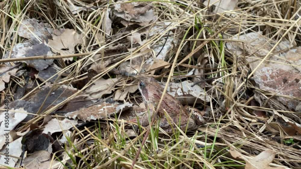 Brown frog sitting in autumn grass close up. Brown frog sitting in autumn grass close up.