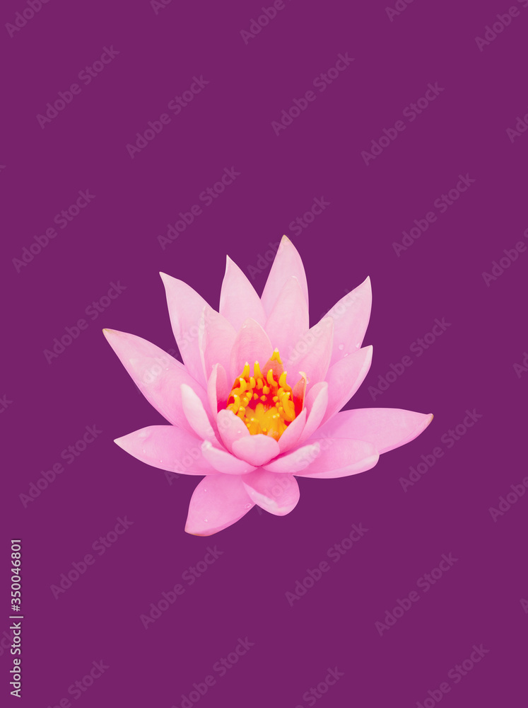 Obraz premium Blooming water lily and green round leaves in water，Nymphaea L.