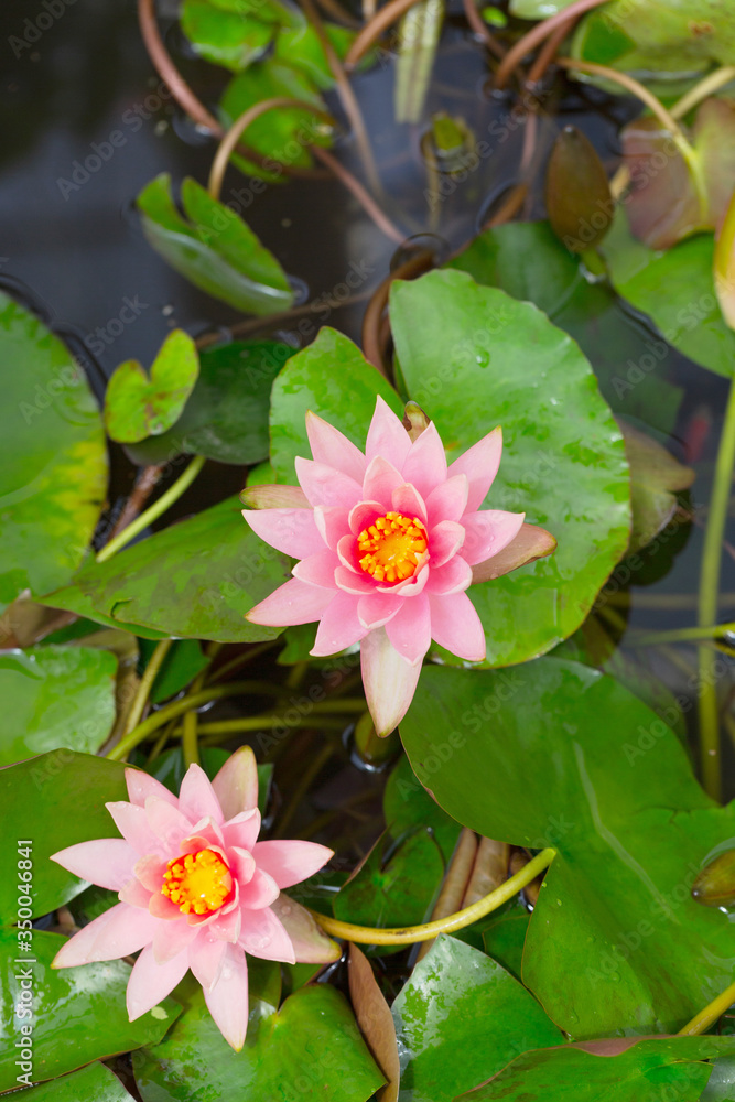 Blooming water lily and green round leaves in water,Nymphaea L. Blooming water lily and green round leaves in water,Nymphaea L.