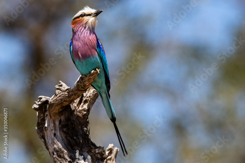 Foto Lilac Breast Roller - Perched