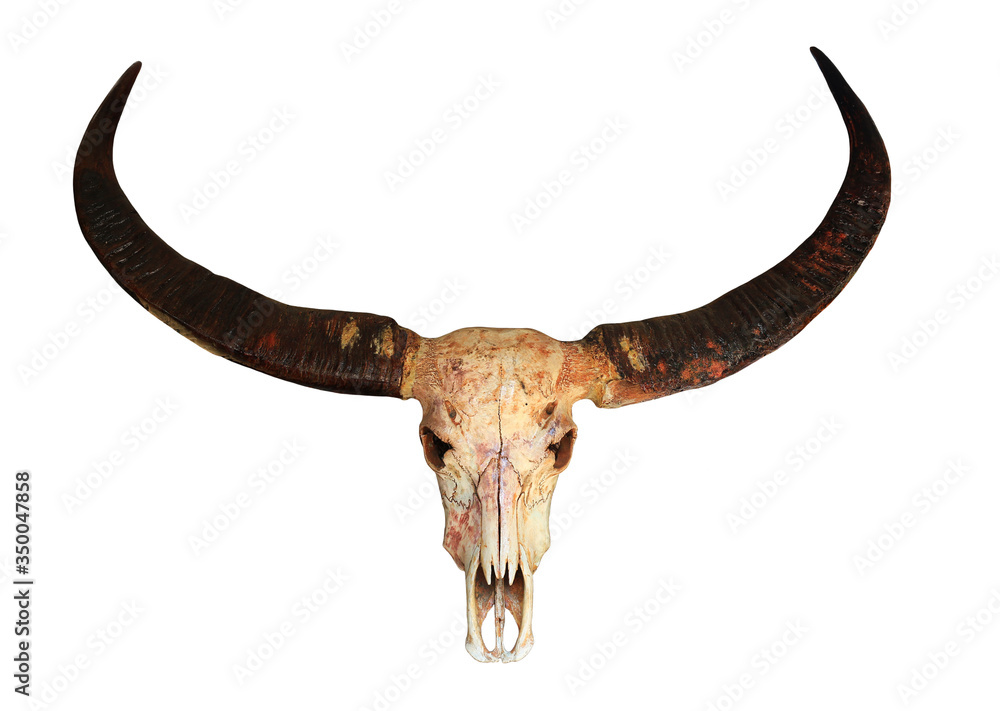 Fototapeta premium long horn buffalo skull isolated on white background