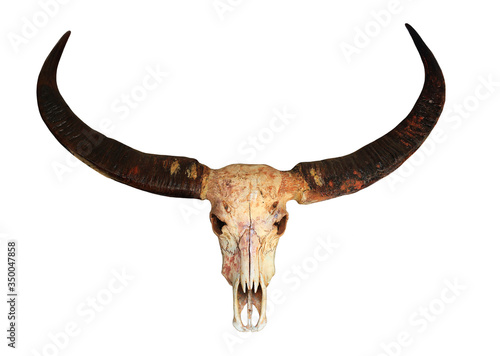 long horn buffalo skull isolated on white background