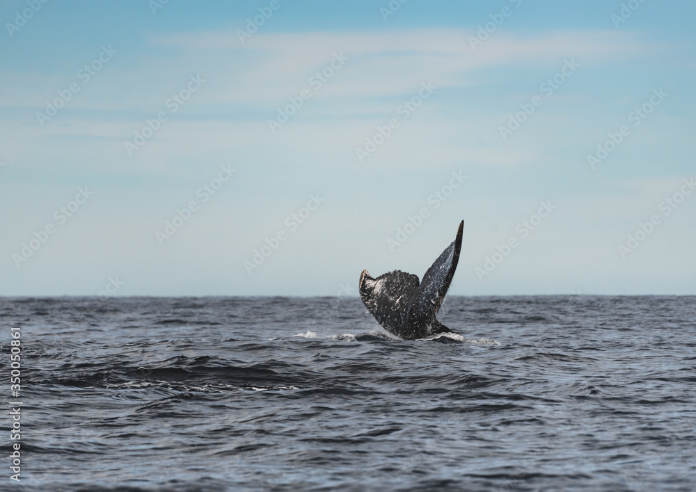 Fototapeta premium Close up of the tail of an Humpback whale, at Pacific ocean at Los Cabos, Mexico