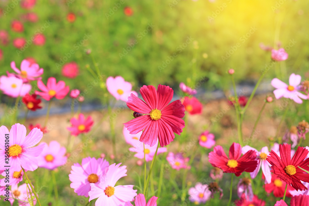 Beautiful cosmos flower in the summer garden with rays of sunlight in nature.