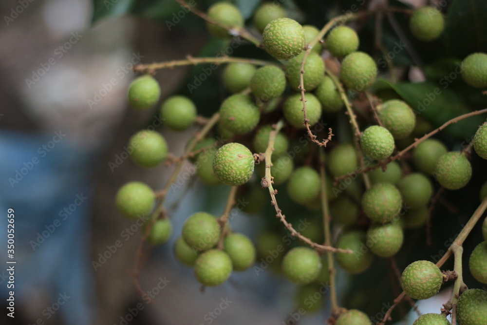 Longan on tree