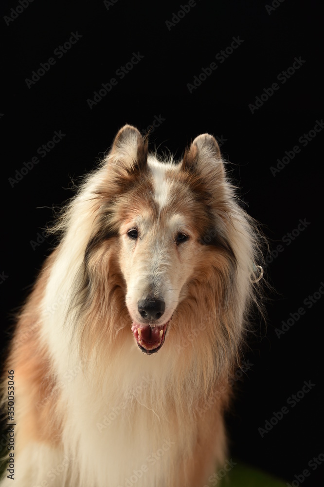 Fototapeta premium ラフコリー犬のスタジオポートレート