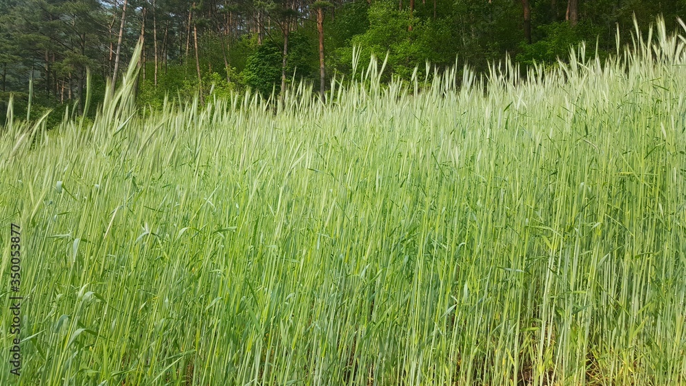 수수밭 풍경 수수밭 풍경