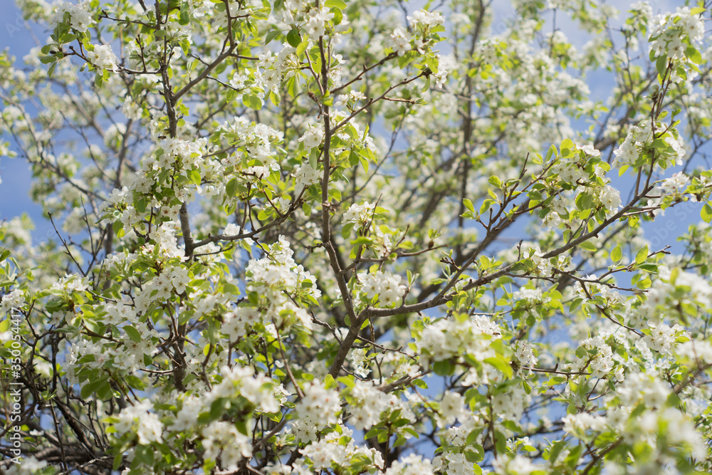 flowering garden, trees, shrubs flowering garden, trees, shrubs