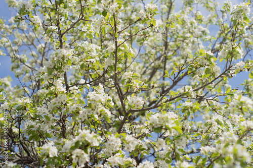 flowering garden, trees, shrubs