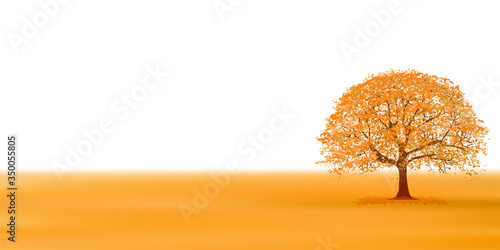 紅葉　葉　秋　背景
