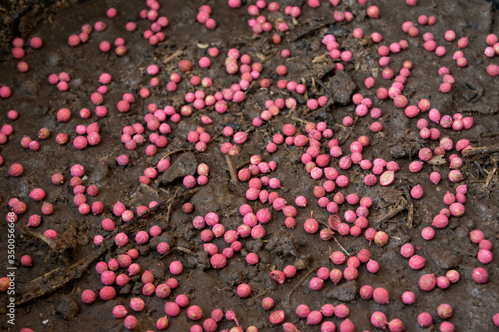 Obraz premium Pink coriander seeds for planting.