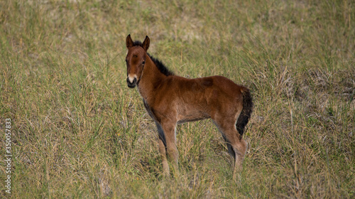 Cape Lookout and Shackleford Banks photo