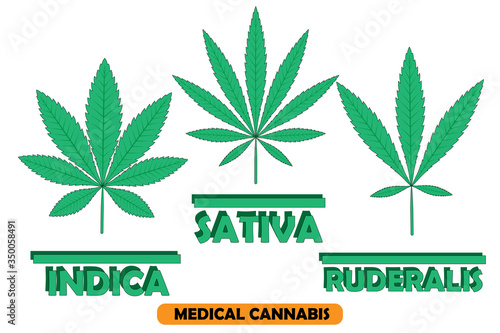 Green leaves of Cannabis Indica, Sativa, Reduralis