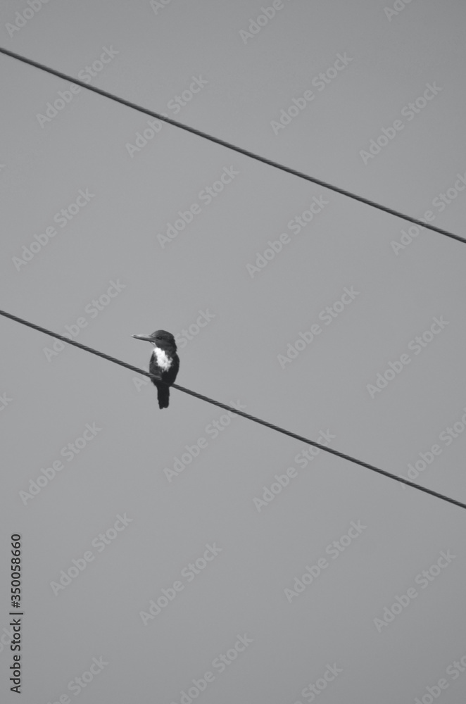 A kingfisher is sitting on an overhead wire, his head turned to one side. Another wire is above him. He has a white chest, and his beak is clearly visible. The photograph is in black and white. A kingfisher is sitting on an overhead wire, his head turned to one side. Another wire is above him. He has a white chest, and his beak is clearly visible. The photograph is in black and white.