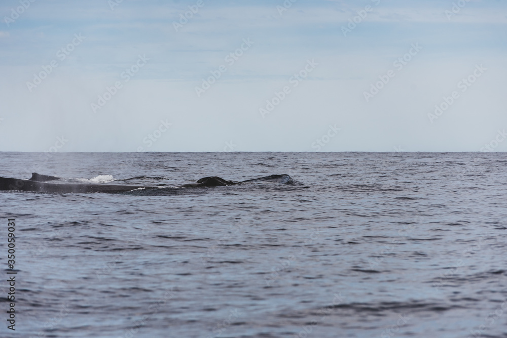 Close up of the back of an Gray Whale, at Pacific ocean of Los Cabos, Mexico