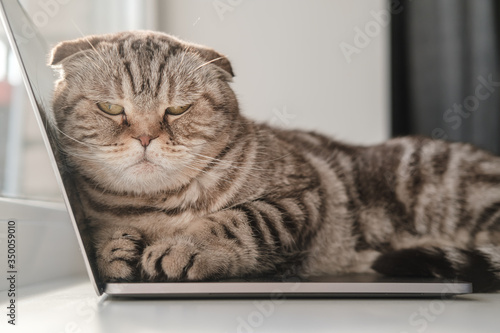 Offended cat, bored and devoid of attention, lay on the ultrabook keyboard and did not allow the owner to continue working. © koldunova