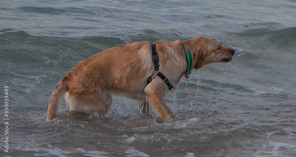 dog, animal, pet, beach, water, canine, sea, golden, retriever, sand, brown, cute, wet, labrador, breed, nature, puppy, shepherd, fur, running, german, mammal, play, playing, ocean dog, animal, pet, beach, water, canine, sea, golden, retriever, sand, brown, cute, wet, labrador, breed, nature, puppy, shepherd, fur, running, german, mammal, play, playing, ocean
