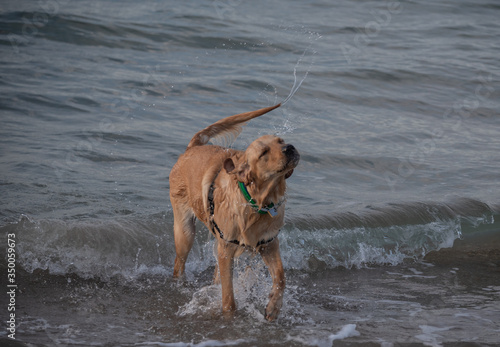 dog  animal  pet  beach  water  canine  sea  golden  retriever  sand  brown  cute  wet  labrador  breed  nature  puppy  shepherd  fur  running  german  mammal  play  playing  ocean