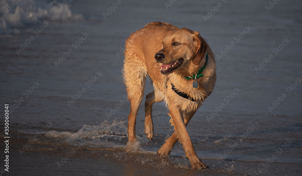 dog, animal, pet, beach, water, canine, sea, golden, retriever, sand, brown, cute, wet, labrador, breed, nature, puppy, shepherd, fur, running, german, mammal, play, playing, ocean dog, animal, pet, beach, water, canine, sea, golden, retriever, sand, brown, cute, wet, labrador, breed, nature, puppy, shepherd, fur, running, german, mammal, play, playing, ocean