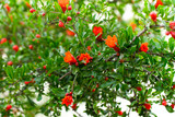 new blooming pomegranate tree background organic farming concept.