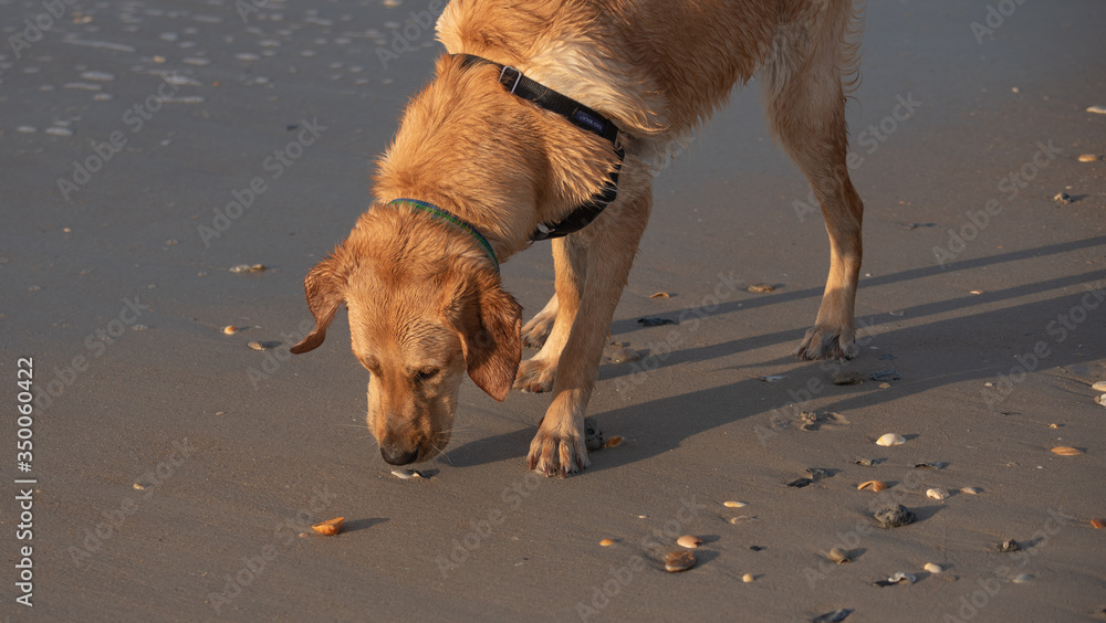 dog, animal, pet, beach, water, canine, sea, golden, retriever, sand, brown, cute, wet, labrador, breed, nature, puppy, shepherd, fur, running, german, mammal, play, playing, ocean dog, animal, pet, beach, water, canine, sea, golden, retriever, sand, brown, cute, wet, labrador, breed, nature, puppy, shepherd, fur, running, german, mammal, play, playing, ocean