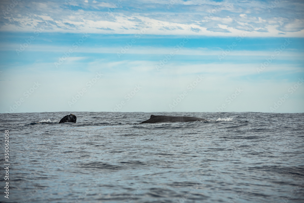 Obraz premium Close up of the back of an Gray Whale, at Pacific ocean of Los Cabos, Mexico