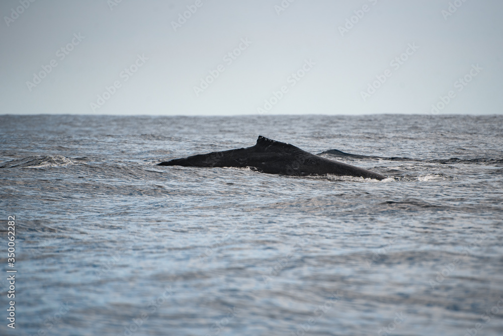 Obraz premium Close up of the back of an Gray Whale, at Pacific ocean of Los Cabos, Mexico
