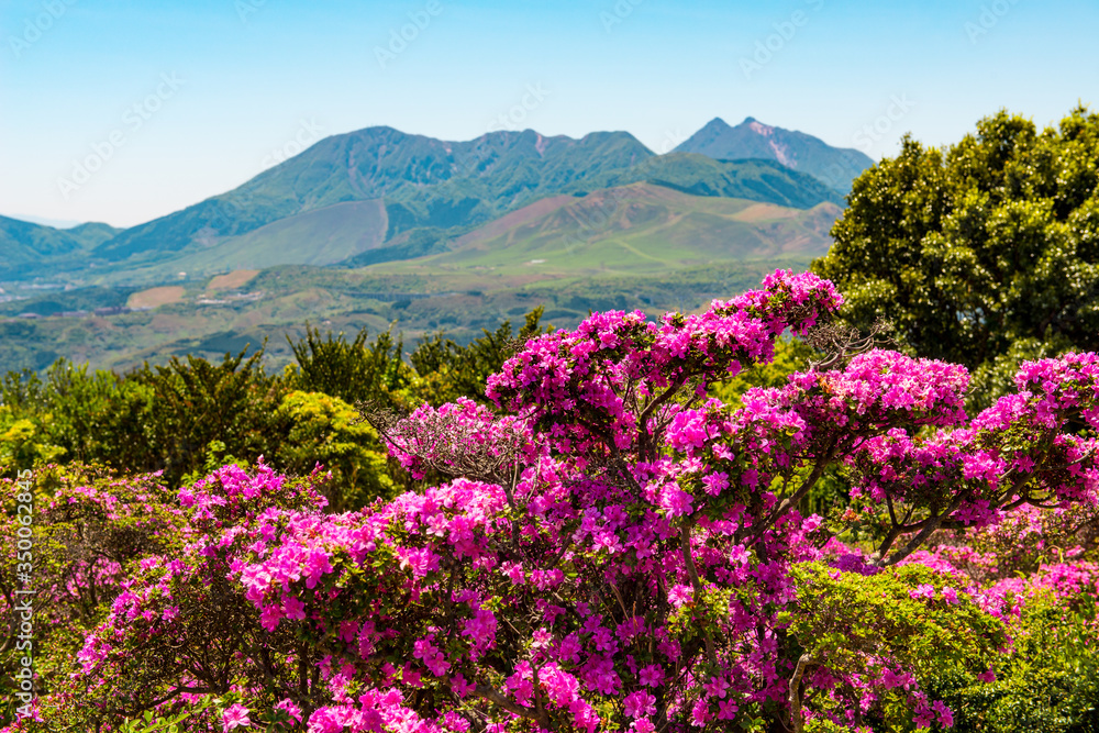 経塚山のミヤマキリシマ